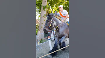 ?? Ringrijden Grijpskerke ????  Nederland @TravelwithHugoF  #ringrijden #horses #grijpskerke