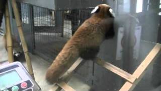 母を追うレッサーパンダ