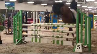 ROCKY (Etoulon Vdl X Nr Uno) 2021 gelding , 110 class 
