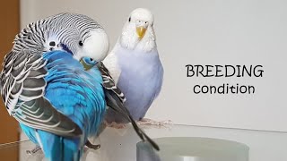 When are budgies ready to breed | breeding condition