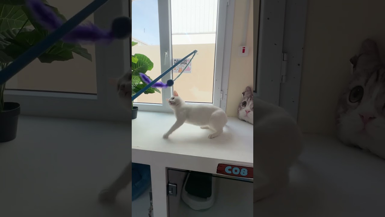 Fun time 😻. #pets #cats #animals #shorts #best