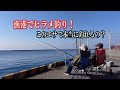 アジが入手出来なくて、どこでも簡単に釣れるあの魚をエサにしたら。。