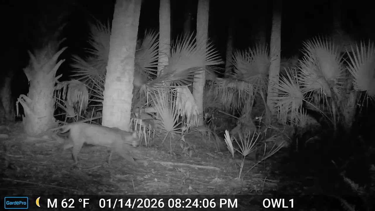 Bobcat - OwlWatch Video