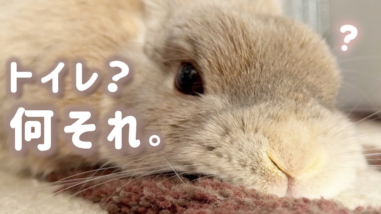 「絶対乗らない。」完治した途端「トイレ」を忘れるうさぎvs空回る飼い主｜うっ滞のその後