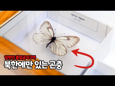 A suspicious place with a collection of 1 million insect specimens... What kind of rare insects a...