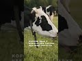 6 фактів про корів, які вас здивують! 🐄
