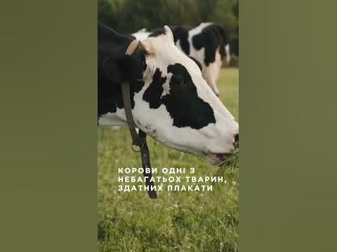 6 фактів про корів, які вас здивують! 🐄 - YouTube