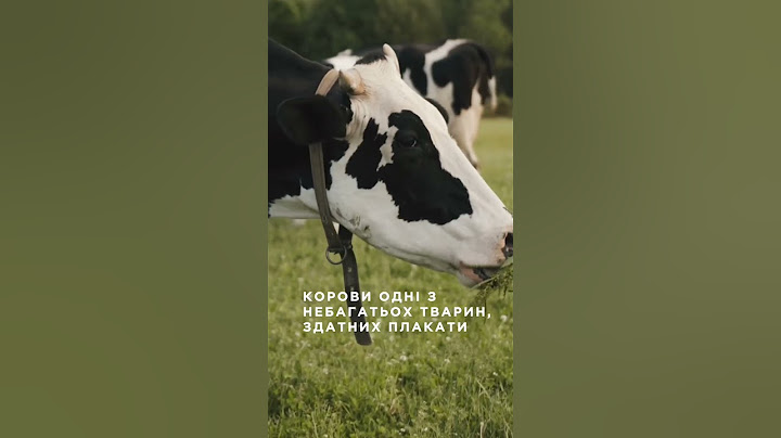6 фактів про корів, які вас здивують! 🐄