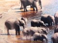 Botswana chobe national park on the chobe river 1974 by habarisalam  camping elephants 