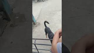 Dog mating Part 2