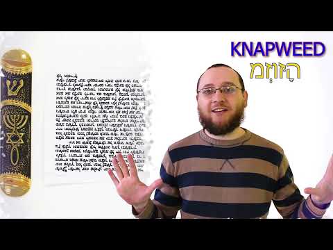 Мезуза (מְזוּזָה) ?  Что такое мезуза? История создания мезузы. Зачем нужна мезуза?
