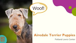 Airedale Terrier Pet-U-Cation