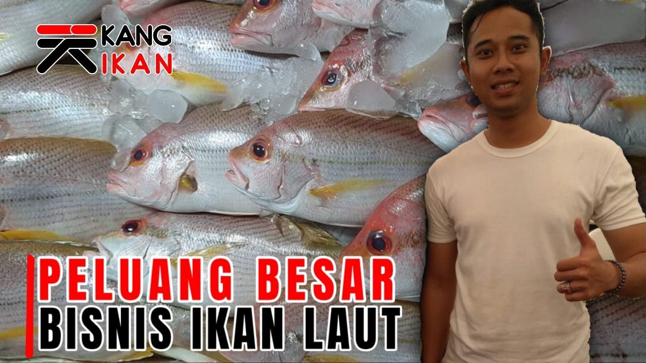 Cara Bisnis Ikan Laut Menurut Julio Ekspor I Mau Bisnis Ikan? Begini Caranya I Ngomongin Ikan