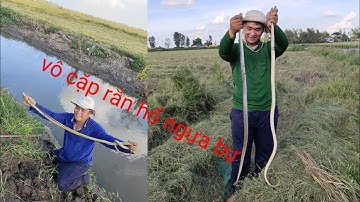 bắt chuột đồng mùa lúa 9🌾 gặp cặp rắn hổ ngựa trong hang quá đã luôn quá khủng khiếp