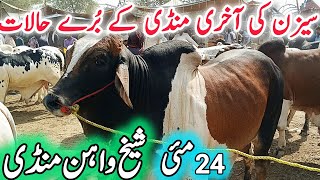 Today Sheikwahan COW Mandi 24-05-2026 Fresh Video Update | Cholistani Ablak Nukra Gulabi Bachre