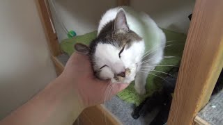 ライスが帰ってきてました