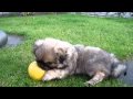 Tibetan spaniel quintus 12 weeks old