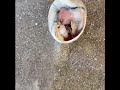 😍🥰Cute Close Up Hermit Crab in Crystal Beach and Galveston Tx🐚🦀