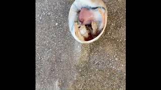 😍🥰Cute Close Up Hermit Crab in Crystal Beach and Galveston Tx🐚🦀