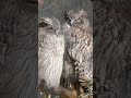 眠そうなシマフクロウさん