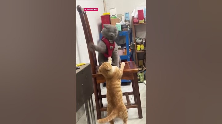 Cat practicing in advance #reels #comedy #funnyvideos #comedyvideos #cats #viralvideo