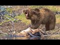 GRIZZLY BEAR ─ Nothing Can Stop This Absolute Unit of a Beast! Grizzly Bear vs bear wolves &amp; bison