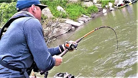I caught an ENORMOUS catfish out of a TINY creek! (Adventure)