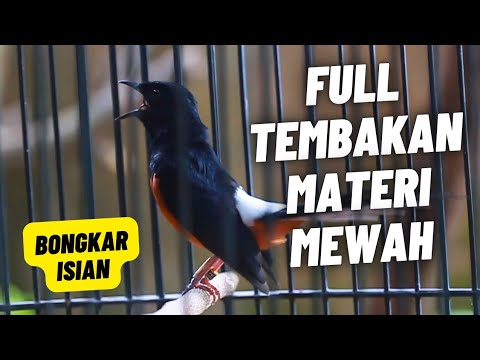 MURAI BATU GACOR FULL ISIAN TEMBAKAN KASAR MEWAH SANGAT AMPUH MELATIH MURAI BATU EMOSI BONGKAR ISIAN