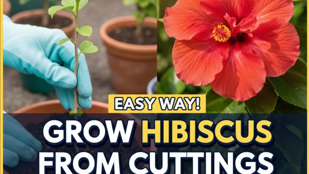 Grow Hibiscus from Cuttings: The Easy Step-by-Step Guide! | Hibiscus cutting lagane ka aasan tarika🌺