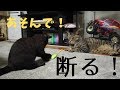 【保護猫ゴロー】先住猫に怖がられる