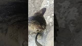 angry cat #cat #catlover #cats #catvideos #catshorts #animal #viralvideo #viralshorts #viralshort