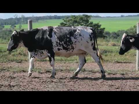 LOTE 78 1019