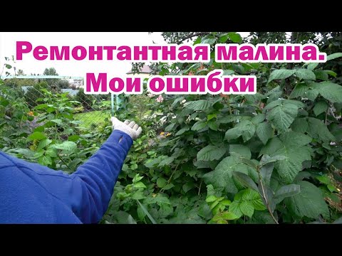 Признаю свои ошибки по ремонтантной малине