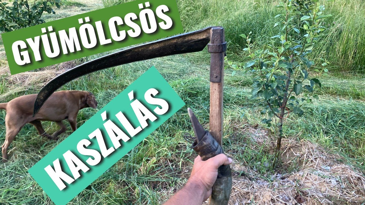 Gyepkezelés a gyümölcsösben