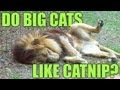 Do BIG Cats Like Catnip? *PART 2 - The "Science"...