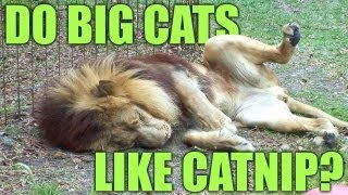Do BIG Cats Like Catnip? *PART 2  The 'Science'...