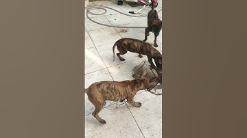 Chó phú quốc con ham bắt chuột. 0932130879