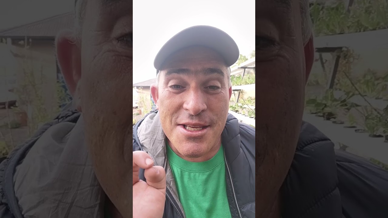 Home growing with HomeGrowers gets you into the exciting world of edible home growing.