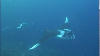 Mantas & more in Tukun Perak aka Pulau Perak