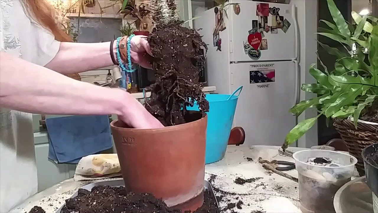 Madagascar Palm Repot YouTube