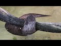 Swim time  otters at phoenix zoo