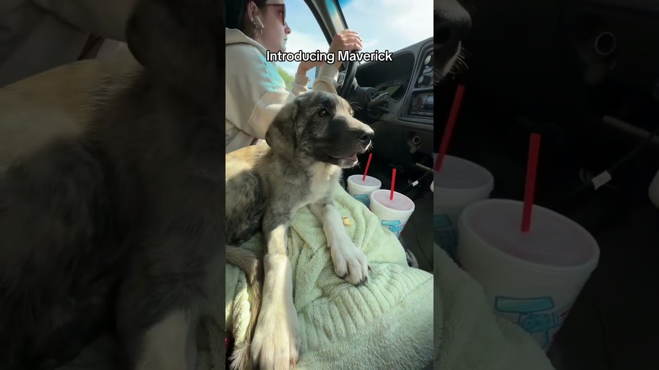 Introducing Maverick: Welcome home buddy