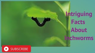 Intriguing Facts About Inchworms