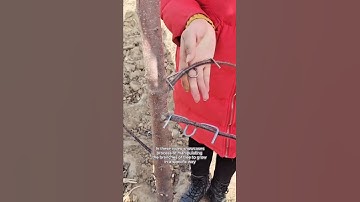 Bending branch of trees to grow in specific way