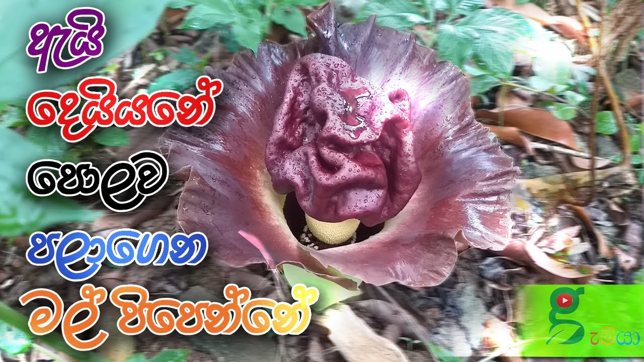 40 ඇයි පොලව පලාගෙන අමුතු මල් පහල වෙන්නෙ how to grow Elephant Foot Yam පොච්චියක  කිඩාරම් අල වවමු