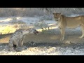 Meeting of hyenas and lions at the waterhole