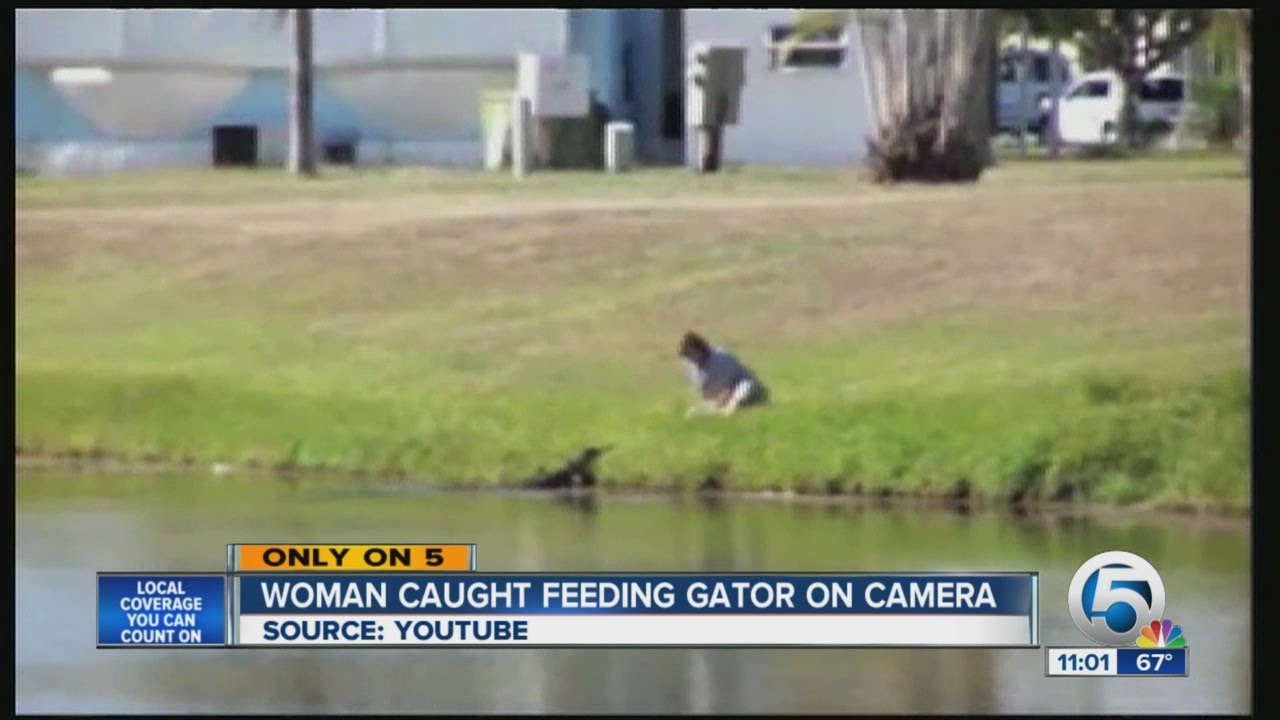 Woman Caught Feeding Gator On Camera Youtube