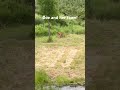 #deer #doeandfawn #countrylife