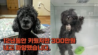 12년간 키웠지만 300만원을 내고 파양했습니다.