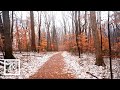 Walking in Light Rainfall in the Forest | Binaural Winter Rain Sounds 4k